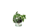 LSA self -ascertained pot Canopy H13cm - Recy. Optik LSACQ15