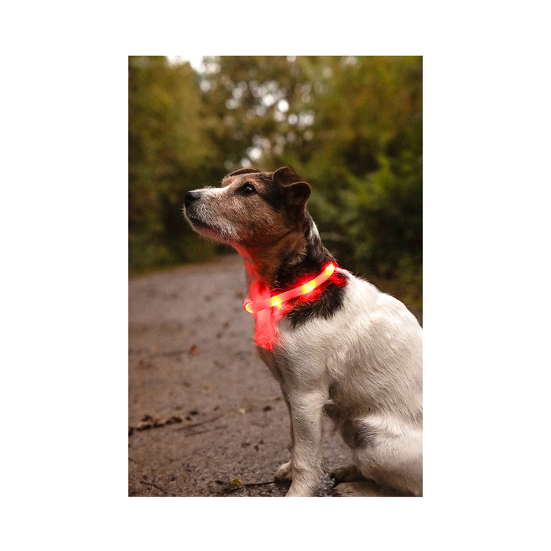 Flamingo Dog on the Way Luminous Band Nera Visio Red