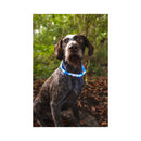 Flamingo Dog on the Go Light Neck Band Nera Visio Blue