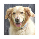 Freedog Dog on the Go Cool per Tech Blue M