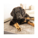 Flamingo Dog At Home Custine Carlota Grey M