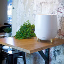 Duux Luftbefeuchter DXHU01 Ovi Evaporative